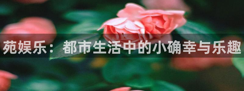 狗子28